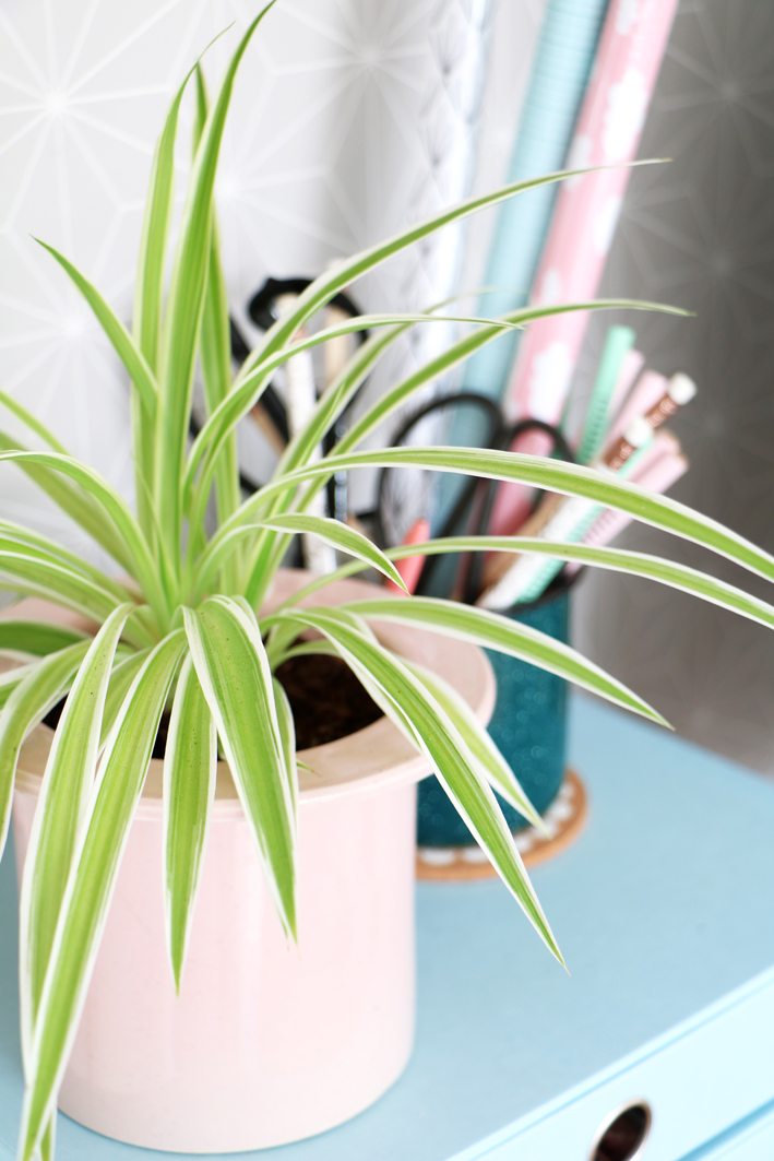 a workspace with plants spiderplant